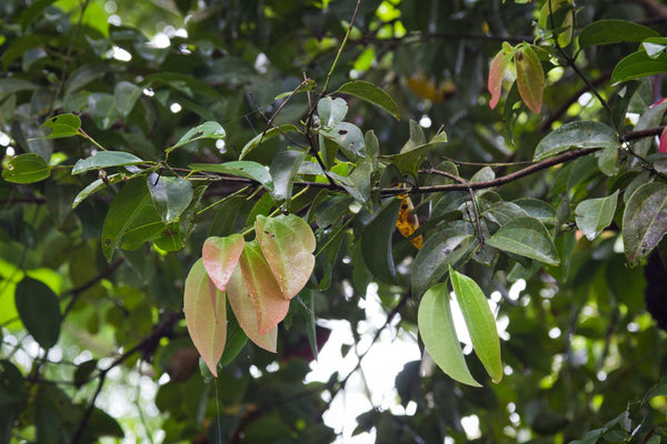 Cinnamon Leaf (Cinnamomum zeylanicum) Organic Essential Oil