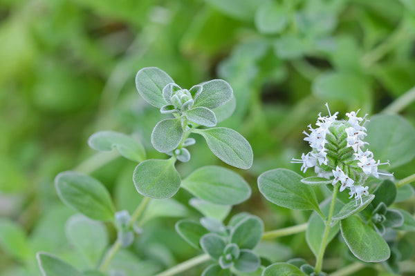 Sweet Marjoram plant