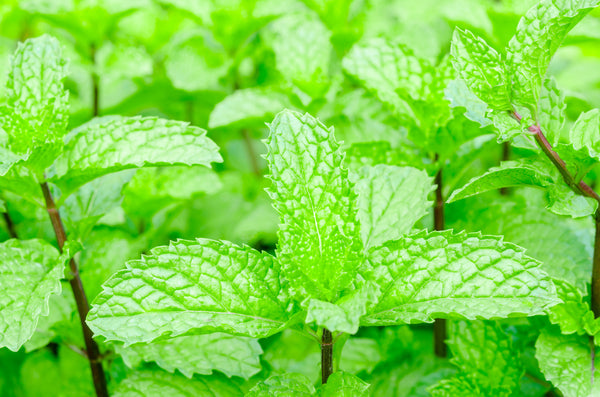 Peppermint plant