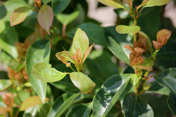 Ravintsara leaves