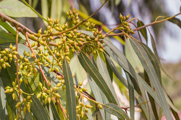 Eucalyptus leaves