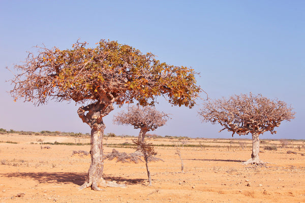 myrrh trees