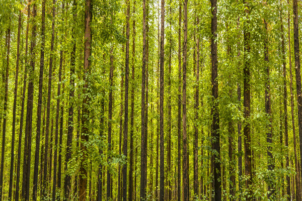 Eucalyptus forest