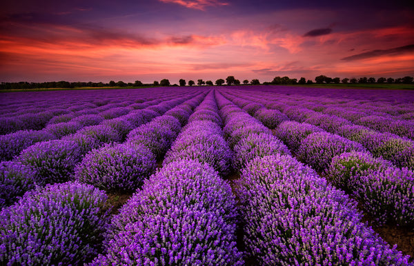 Field of Lavender