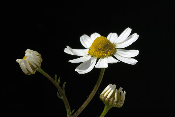 German Chamomile flower