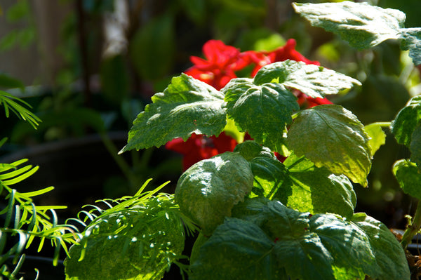 Patchouli plant