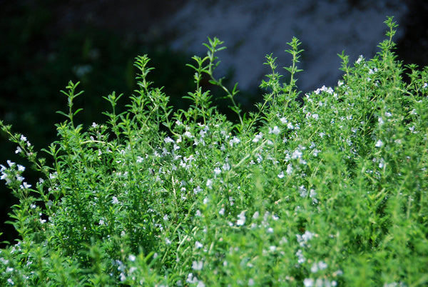 Thyme plant