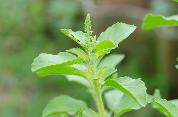 Holy Basil (Tulsi)