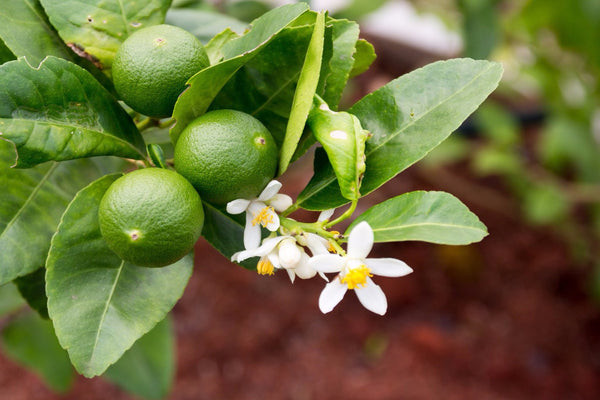 Lime tree branches