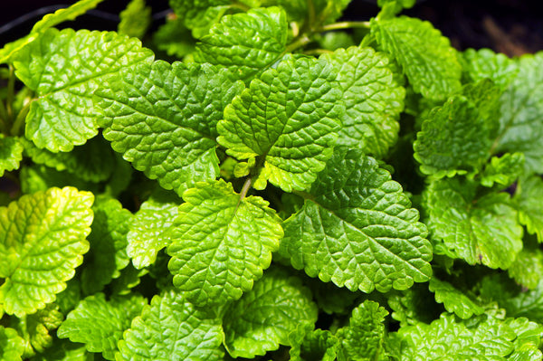 Melissa plant, or Lemon Balm