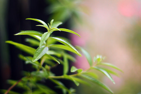 Lemon Verbena (Lippia citriodora) Wild Crafted Essential Oil