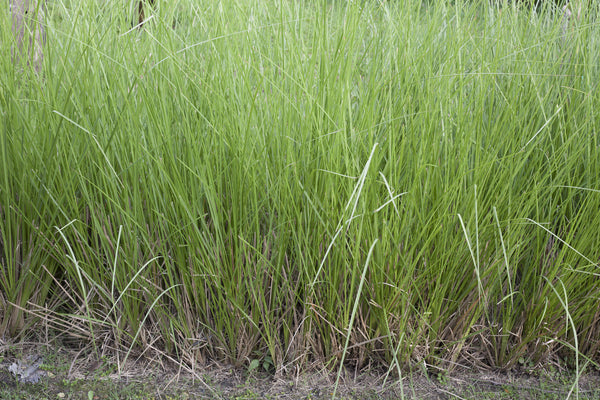 Vetiver grass