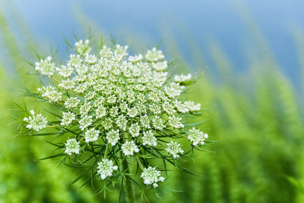 carrot flower seed Carrot Seed (Daucus carota) Organic Essential Oil – St Larry's