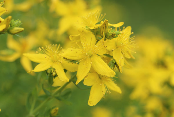 St John's Wort