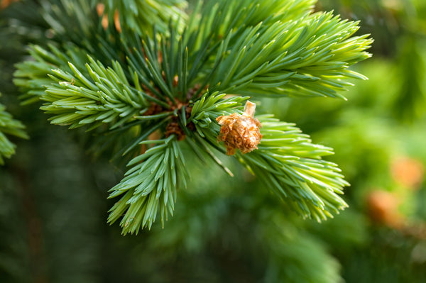 Fir branch