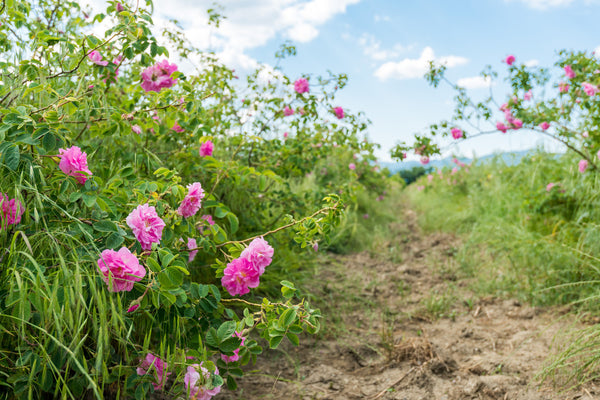 Damask Rose bushes