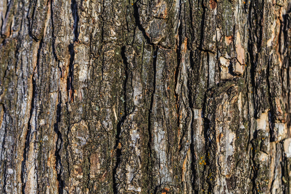 Ho Wood bark