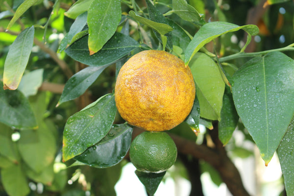 Petitgrain (Citrus aurantium) Wild Crafted Essential Oil