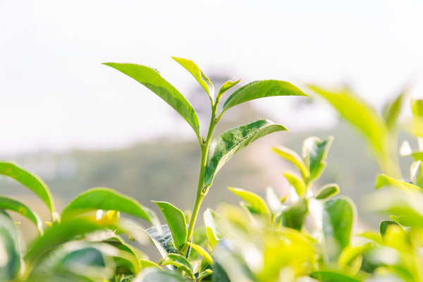 Tea Tree branch