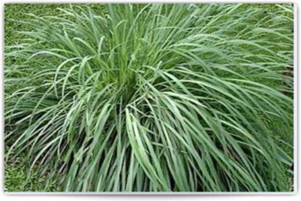 Citronella (Cymbopogon winterianus) Wild Crafted Essential Oil