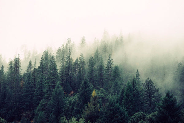 Black Spruce trees