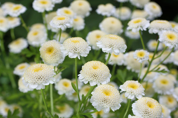 Roman Chamomile flowers