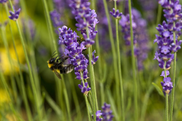 Spike Lavender flowers with bee