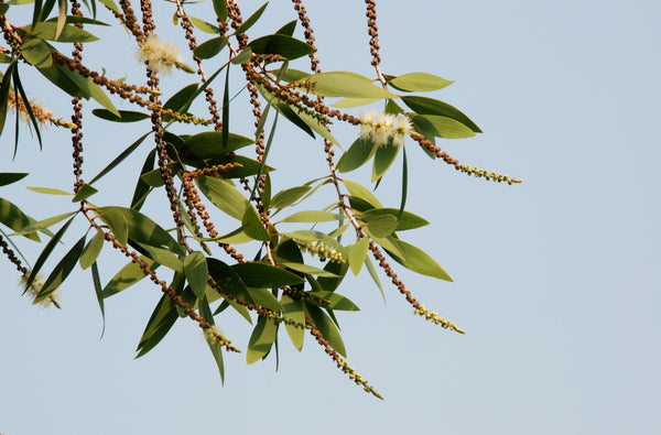 Cajuput flowers