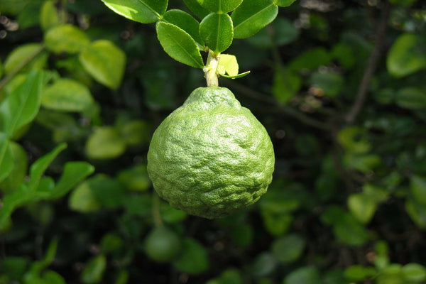 Bergamot fruit