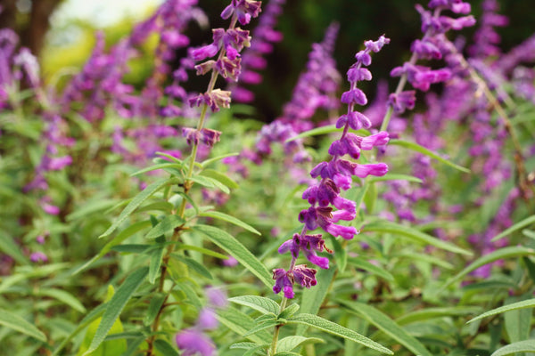 Clary Sage (Salvia sclarea) Organic Essential Oil