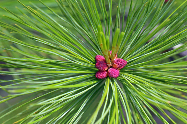 Cedarwood (Juniperus virginiana) Organic Essential Oil