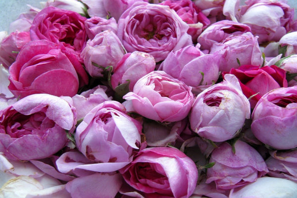 Damask Rose flowers