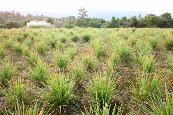 Lemongrass plants