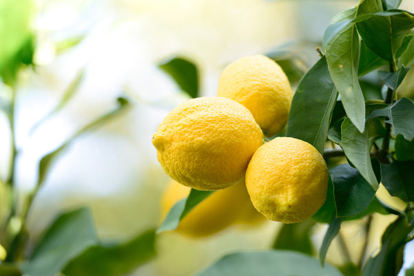 Lemon (Citrus limon) Organic Essential Oil