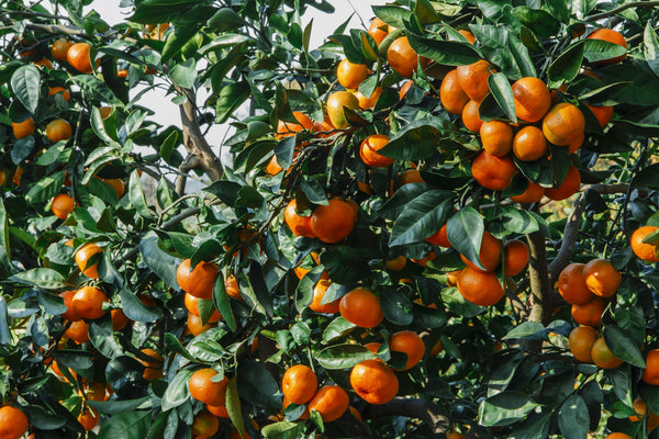Mandarin Orange tree