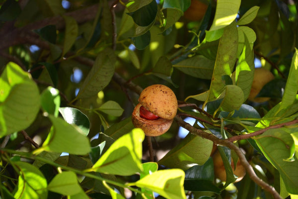 Nutmeg tree and fruit