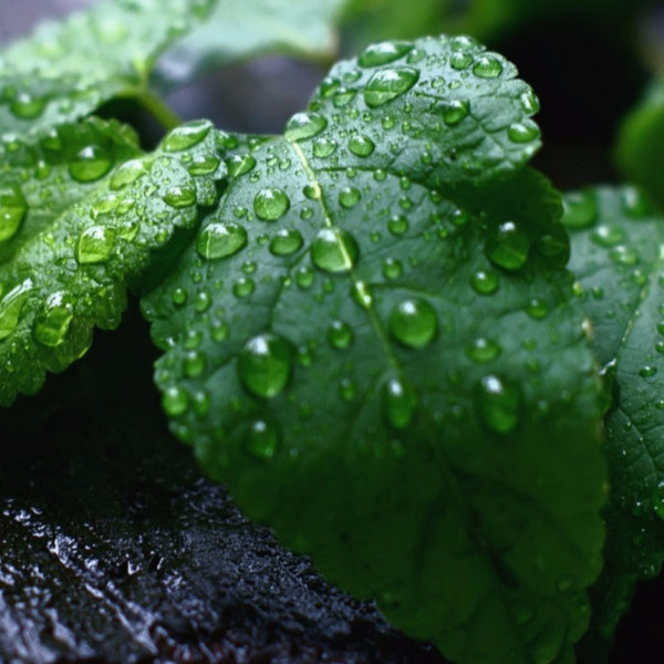 Peppermint Lip Balm