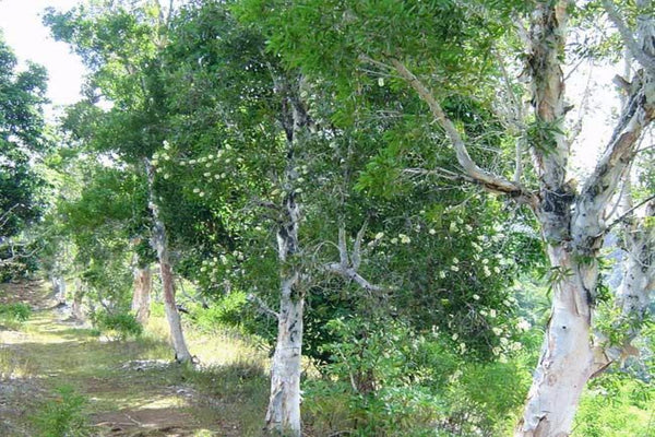 Sandalwood trees