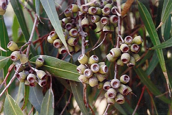 Eucalyptus citriodora (Eucalyptus citriodora) Organic Essential Oil