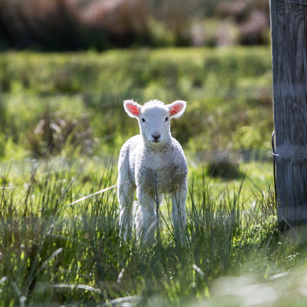 Pure & Simple Baby Powder (No Talc!) St Larry's
